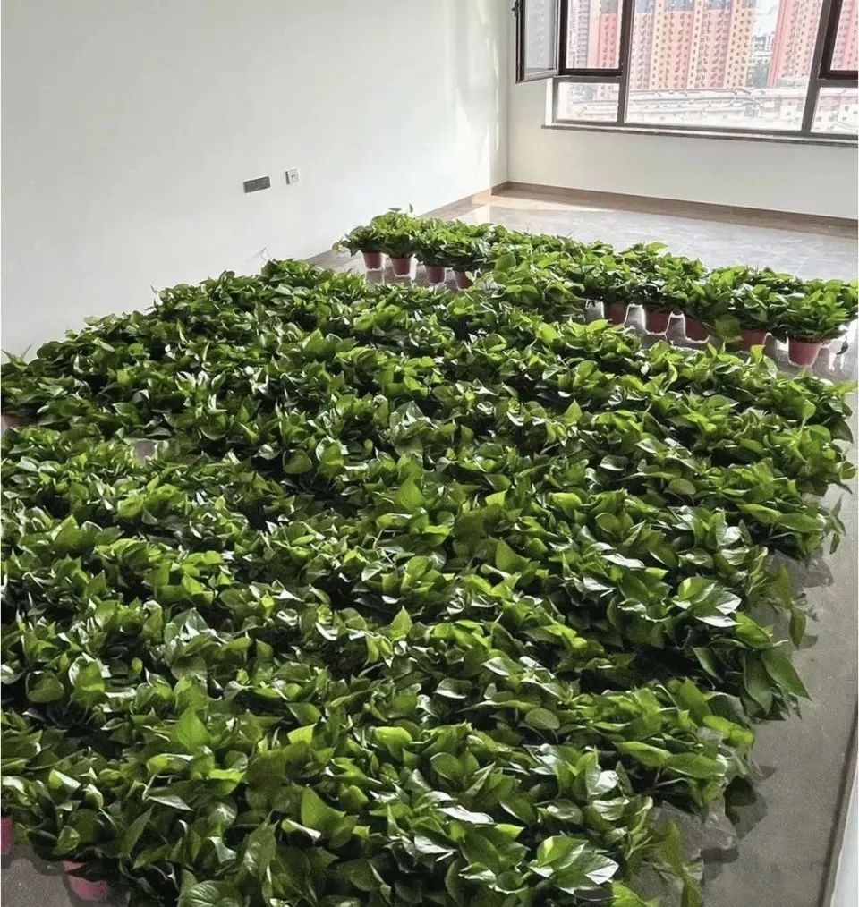 1686817792990419FA70.jpg 满屋绿萝.jpg